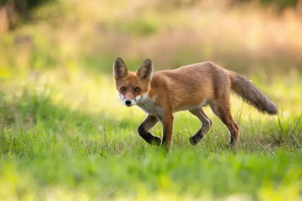 Photo of Playful red fox cub hunting on a green hay field in summer nature