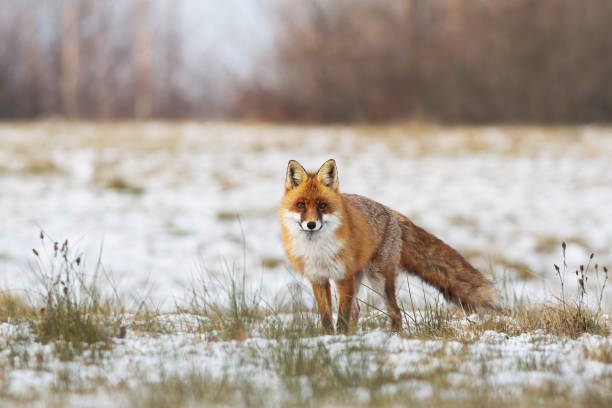 istock Fluffy red fox standing on a meadow with grass and snow in wintertime 1210117000