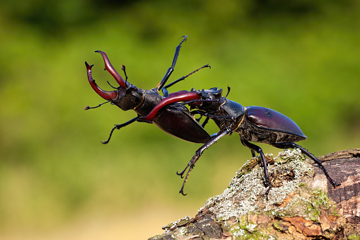 Dominant stag beetle, lucanus cervus, holding the defeated one turned upside down in mandibles during a fight on a branch in summer. Insect males battling in green nature.