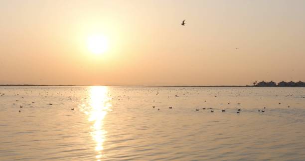 istock Tranquil scene with seagull flying at sunset. 1210117147