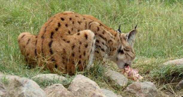 istock A lynx eats raw meat in the nature. 1210117615