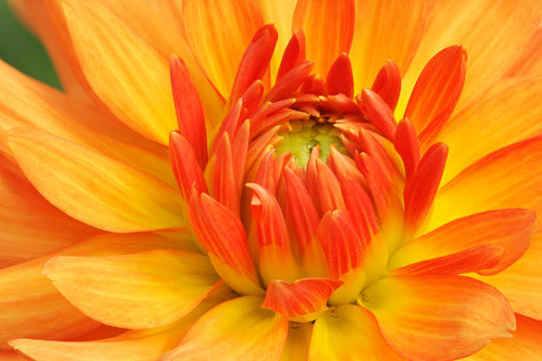 istock Orange and Yellow Dahlia 1210118312