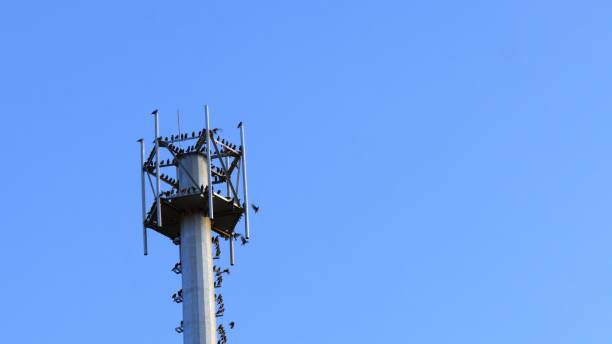 istock A group of black crow on the pole. 1210119595