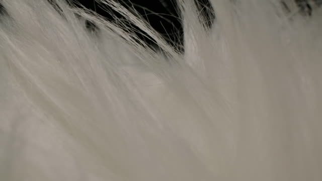 Dolly Macro shot of Beautiful white fur feather studio shot black background