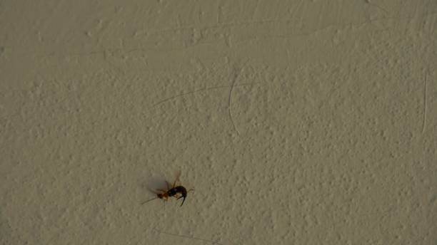 istock Earwig on a house wall. 1210119759