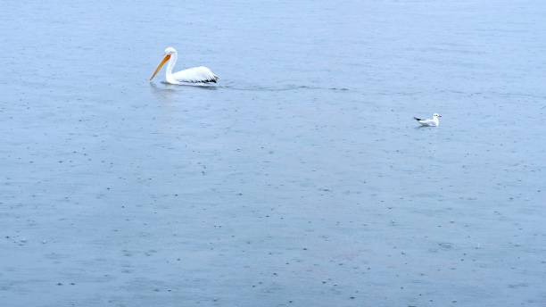a one pelican swimming and seagull landing to the sea - pelican landing imagens e fotografias de stock