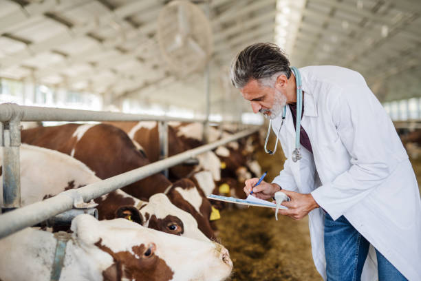 istock Man veterinary doctor working on diary farm, agriculture industry. 1210119948