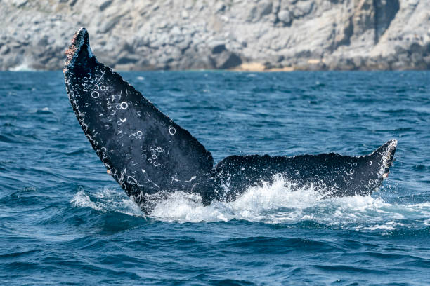 istock humpback whale in cabo san lucas tail going down 1210121776
