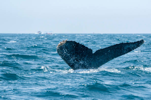 istock humpback whale in cabo san lucas tail going down 1210121791