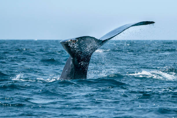 istock humpback whale in cabo san lucas tail going down 1210121830