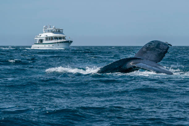 istock whale watching humpback whale in cabo san lucas 1210122222