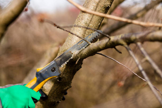 istock Pruning spring garden tree plants, seasonal garden concept. 1210122239