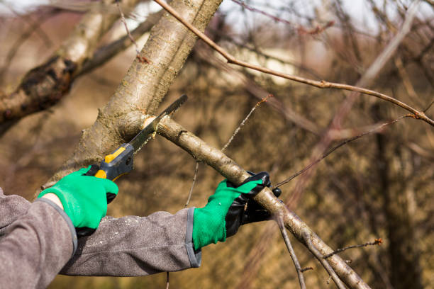 istock Pruning spring garden tree plants, seasonal garden concept. 1210123205