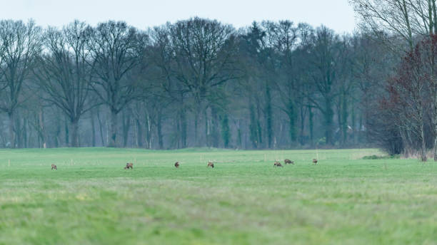 istock Group of roe deer in rural landscape in early spring. 1210123276