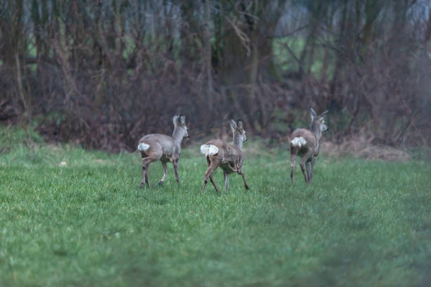 istock Three roe deer running towards bushes for shelter. 1210123300