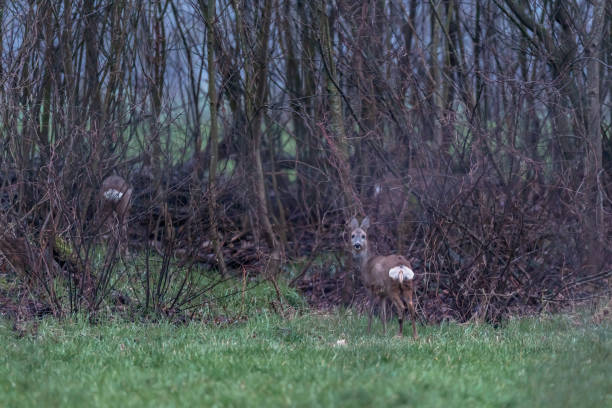 istock Alert roe deer in meadow near bushes. 1210123340