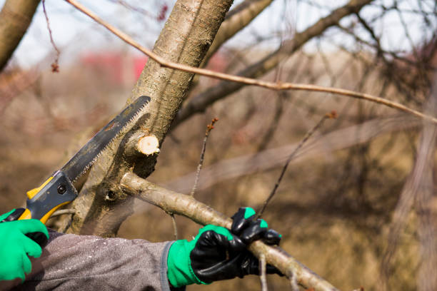 istock Pruning spring garden tree plants, seasonal garden concept. 1210123730