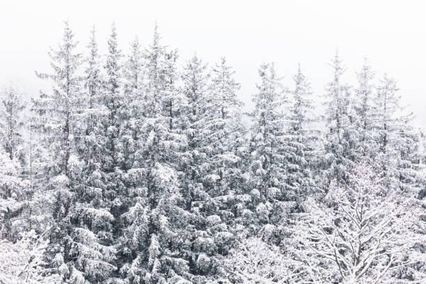 istock Coniferous forest in the mountains covered with snow and covered with clouds 1210125307