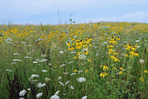 Summer tall grass wildflower prairie with yellow coneflowers and Queen Anne's lace, Michigan, USA