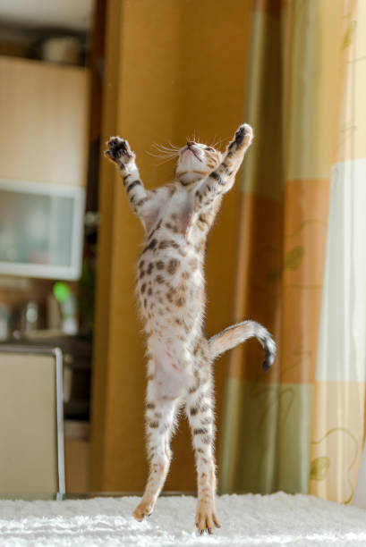 istock The kitten bengal sits on the table in the house. 1210125709