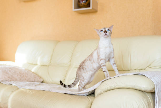 istock white Bengal cat sitting on the sofa in the house. 1210126405