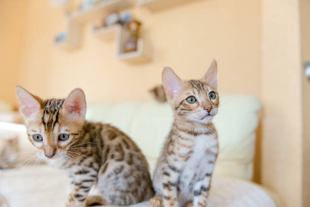 istock Bengal kittens sitting on the sofa in the house 1210126512