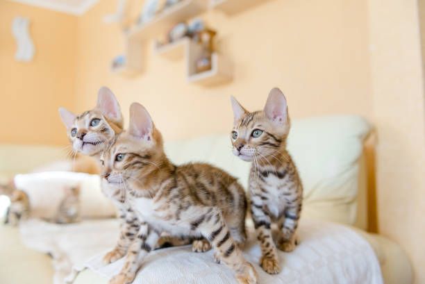 istock Bengal kittens sitting on the sofa in the house 1210126713