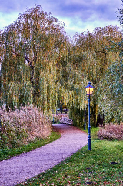 istock Weeping willow tree on a path with a wooden bridge in the evening. 1210126787