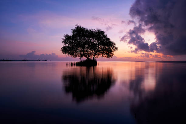 istock Scene a mangrove tree and beautiful sky in the morning 1210127096