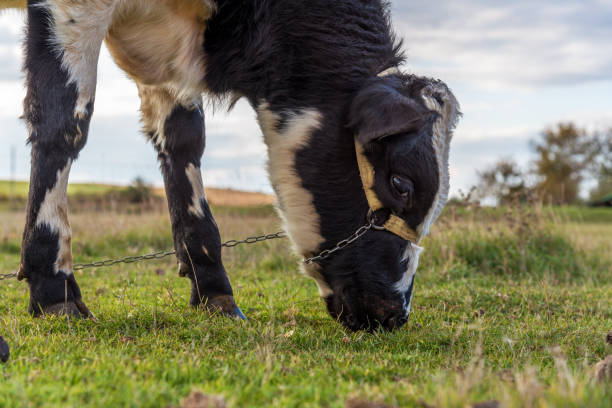 istock Cows grazing on a green field. 1210130289