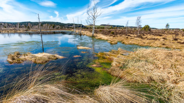 the largest bog and nature reserve in southern germany - bog imagens e fotografias de stock