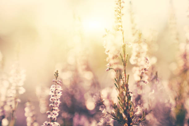 istock Forest pink flowers in sunset. Spring scene background 1210132131