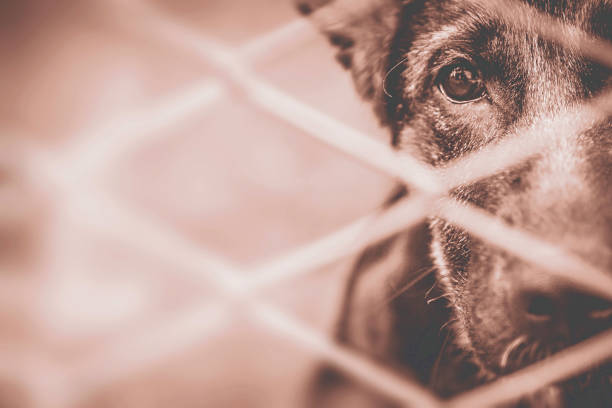 istock Dog abandoned and caged 1210132137