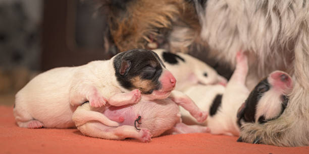 生まれた日の子犬。生後0日。純粋に彼女の母親と非常に小さなジャックラッセルテリアの赤ちゃん犬。新生児の子犬は雌犬で飲んでいます - bitch ストックフォトと画像