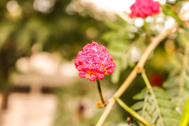 A picture of flowers
