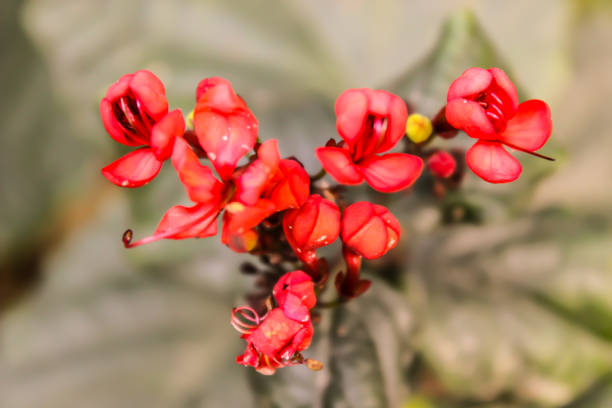 A picture of flowers