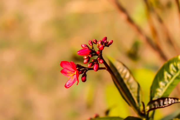 A picture of flowers