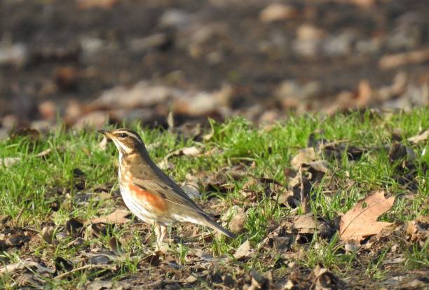 istock Side view of Redwing in sunlight, facing left with head up 1210135558