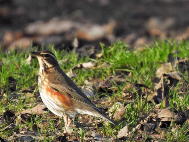 istock Close-up side view of Redwing in sunlight and shadow, facing left with head up 1210135630