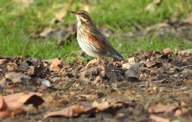 istock Close-up side view of Redwing facing left with head up 1210135653
