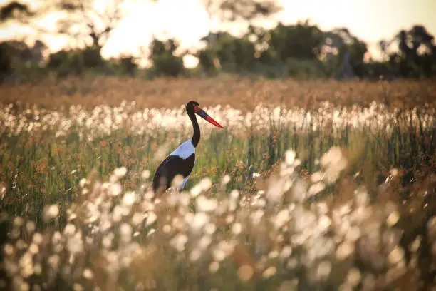 Saddle-billed stork in the Okavango delta at the background of sunset