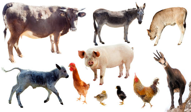 satz von haustieren - livestock isolated young animal chicken stock-fotos und bilder