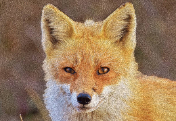 Fox portrait with oil painting filter look