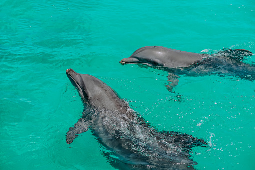 two dolphins are playing in the natural environment, in the ocean. Wildlife