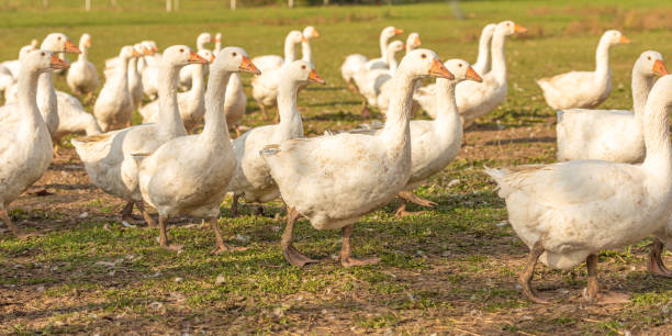 istock Many white fattening geese on a meadow 1210140203