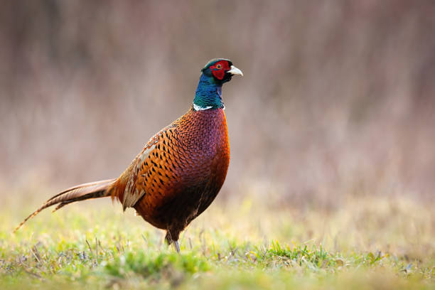 istock Common pheasant, phasianus colchicus, on meadow in spring with copy space 1210140212
