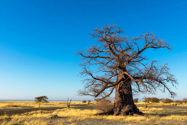 istock Baobab tree and dry grass on Kukonje Island 1210140370