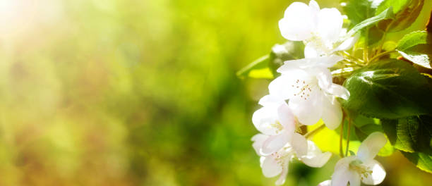 istock The first spring flower, apple and cherry flower blossoms against the backdrop of spring nature with bokeh in the sun. fruit trees. Awakening of nature. Early spring. Banner. Copy space 1210140941