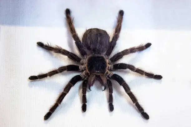 Photo of The black tarantula Grammostola pulchra spider sits on white cloth.