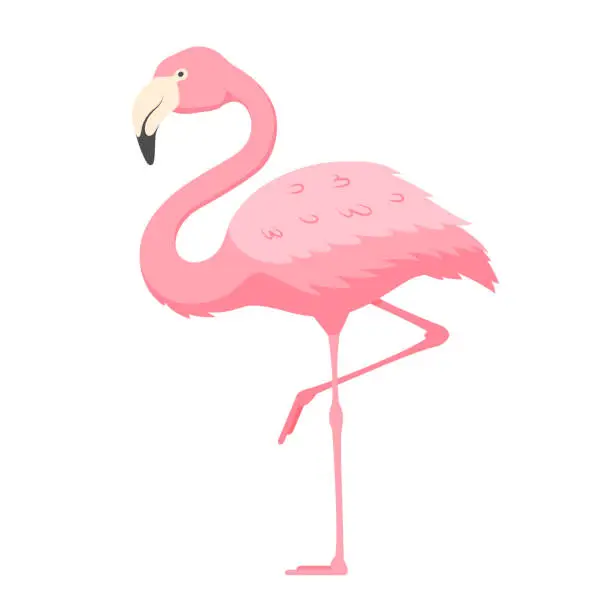 Vector illustration of Pink flamingo, exotic tropical bird with bright plumage